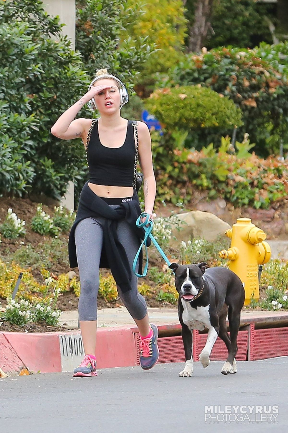 MILEY CYRUS in Tight Walks Her Dog Out in Los Angeles – HawtCelebs