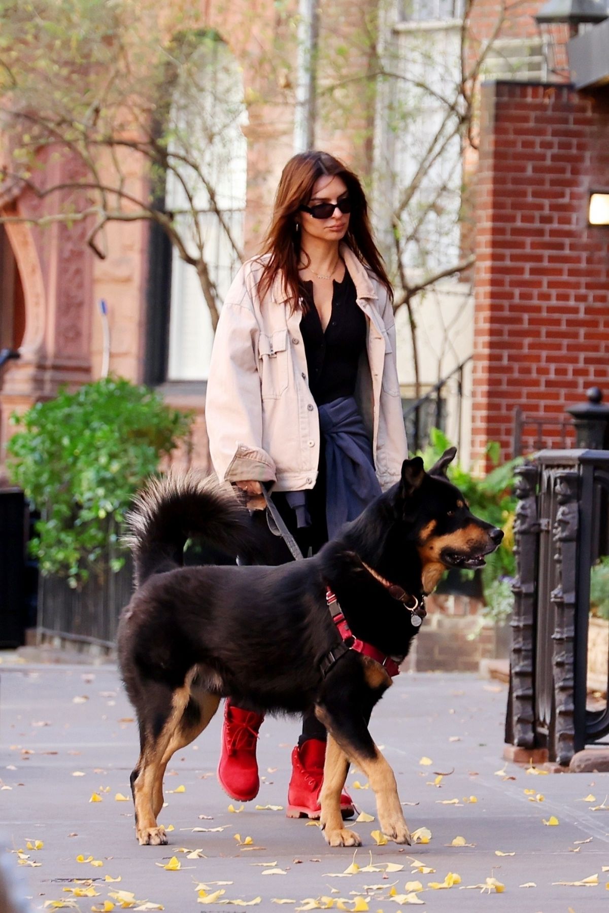 EMILY RATAJKOWSKI Walking Her Dog Out in New York 11/24/2023 – HawtCelebs